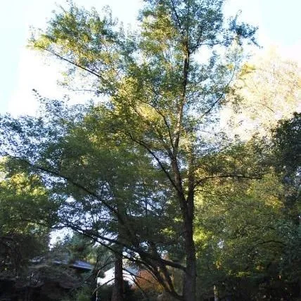 thumbnail for publication: Acer saccharinum: Silver Maple